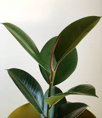 Planta Ficus Gomero 140cm Grass grande